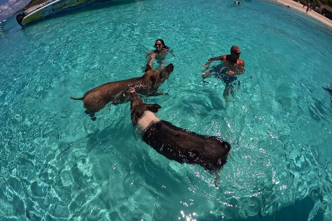 Exuma Island Hopping & Pig Beach by Powerboat