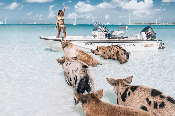 Exuma Fly-In Swimming Pigs Tour from Nassau