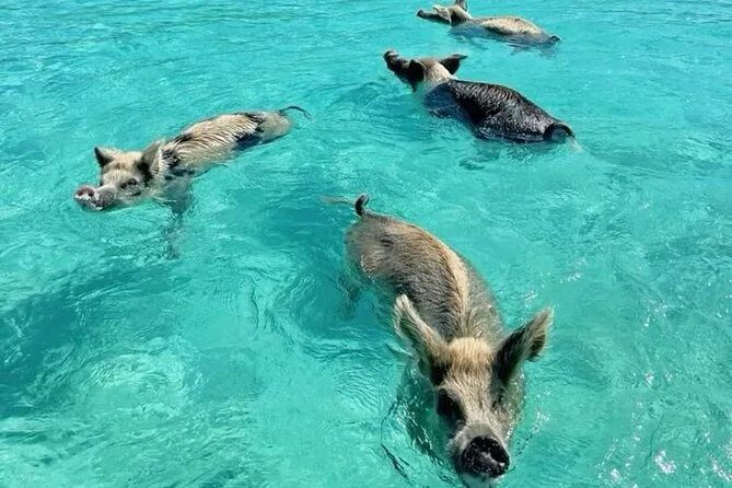 Exuma Island & Cays Tour from Great Exuma