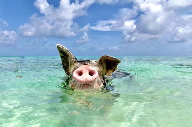 Rose Island Pig Swim & Beach Club