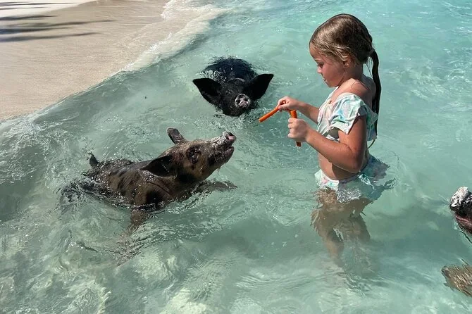 Guests feeding pigs in the water
