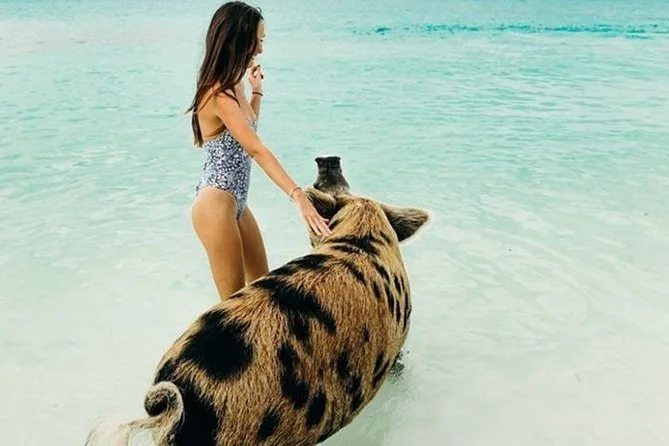 Pigs wading out to meet visitors in the Exuma shallows