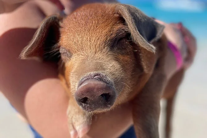 A piglet in shallow water